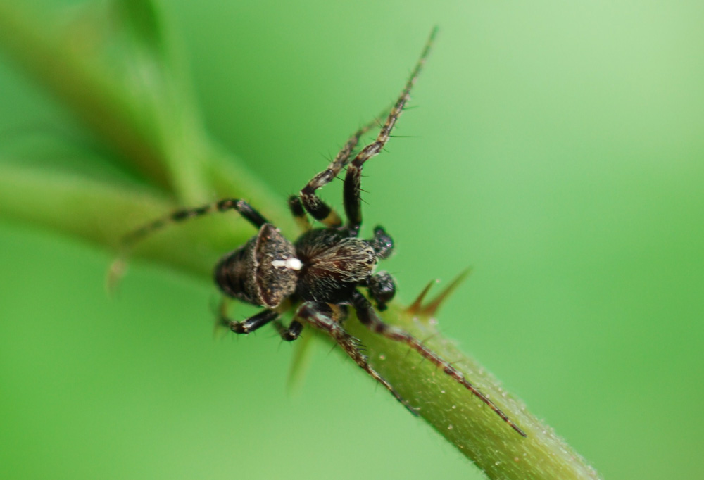 Gibbaranea sp.